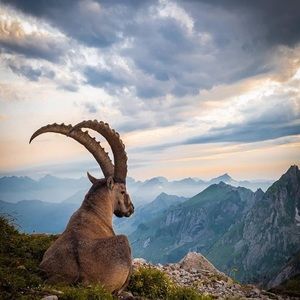 Meet your Posher, Ingrid